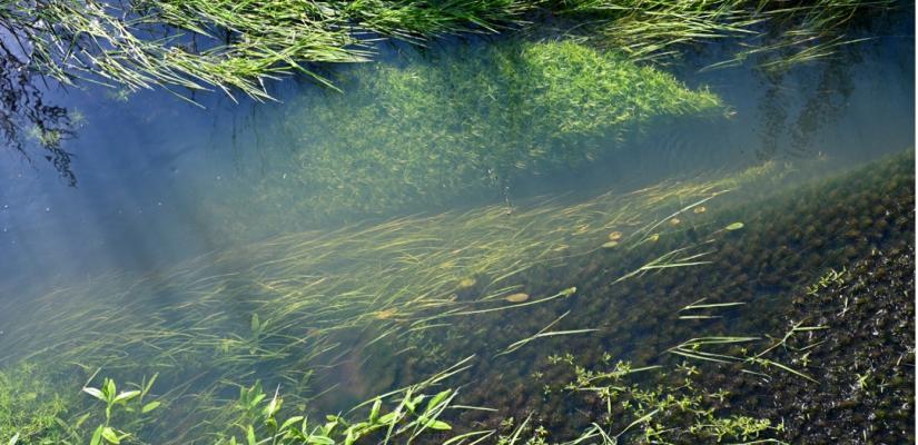 Waterplanten in een stromende beek