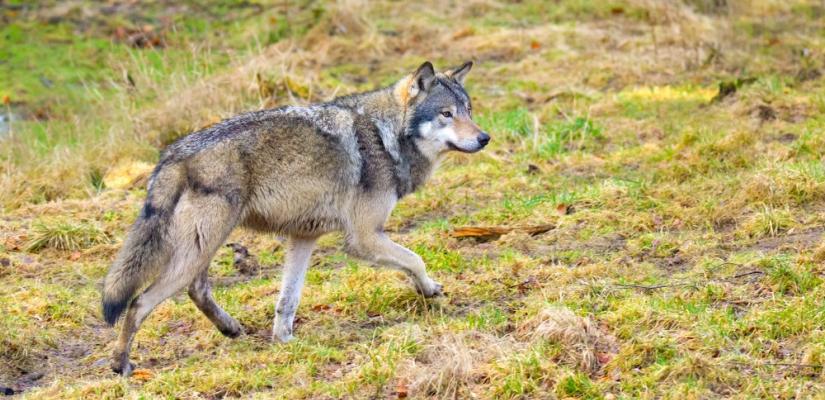 Wolven en de ziekte van Lyme