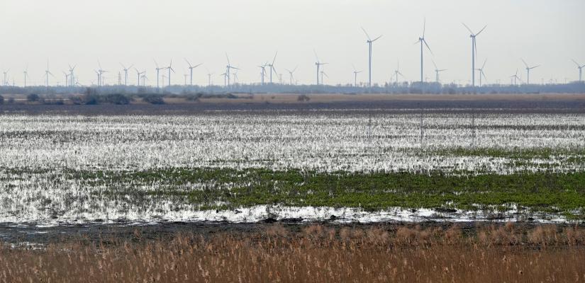 Drooglegging Oostvaardersplassen 