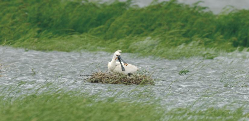 overstroomd nest van lepelaar (c) Eckard Boot