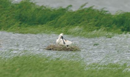 overstroomd nest van lepelaar (c) Eckard Boot