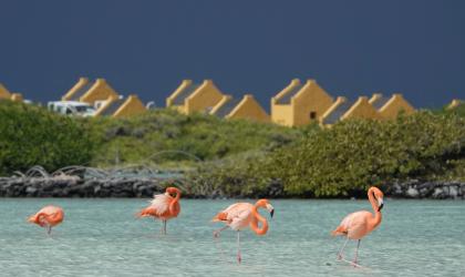Beeld: Flamingo’s op Bonaire © Rob Buiter