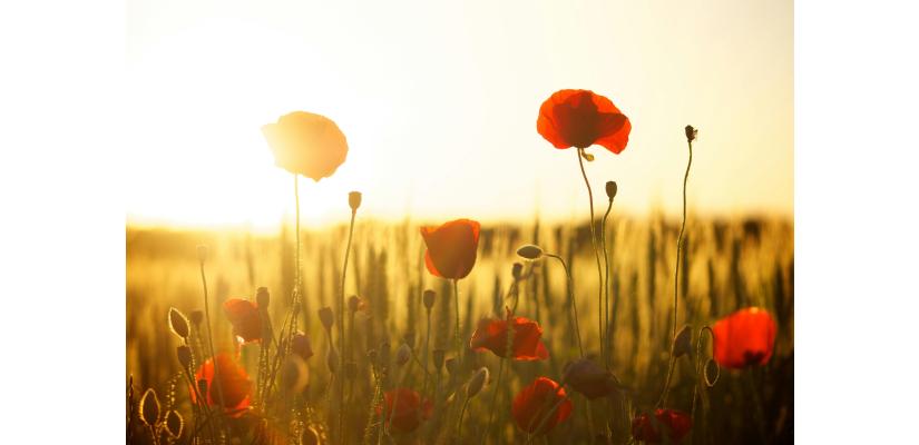Poppies