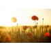 Poppies